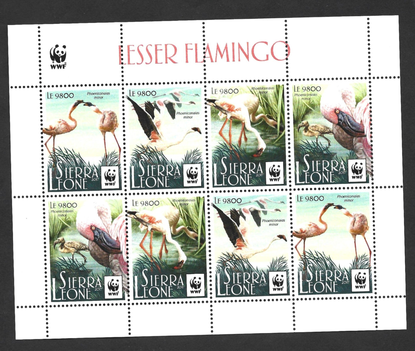 SIERRA LEONE WWF FLAMINGOS MINIATURE SHEET