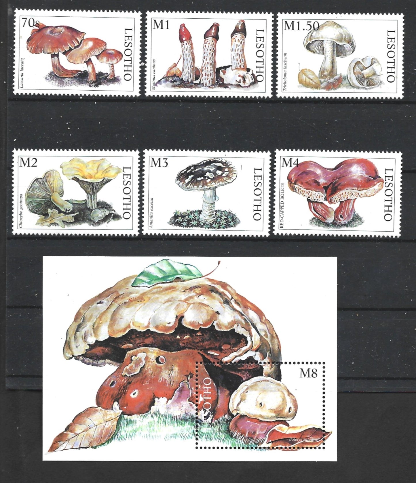 LESOTO  MUSHROOMS  1998