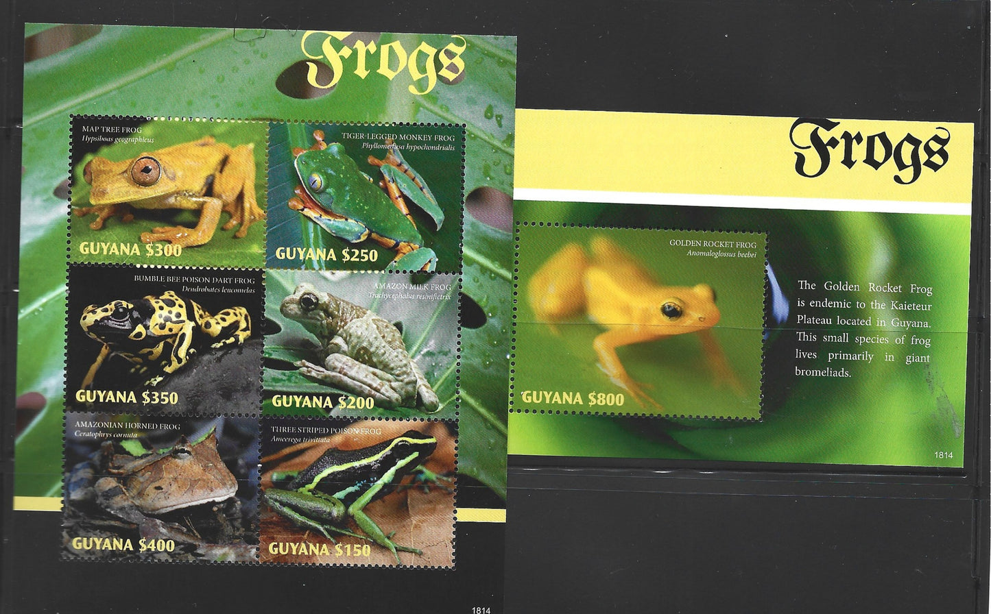 GUYANA  TROPICAL FROGS  2018