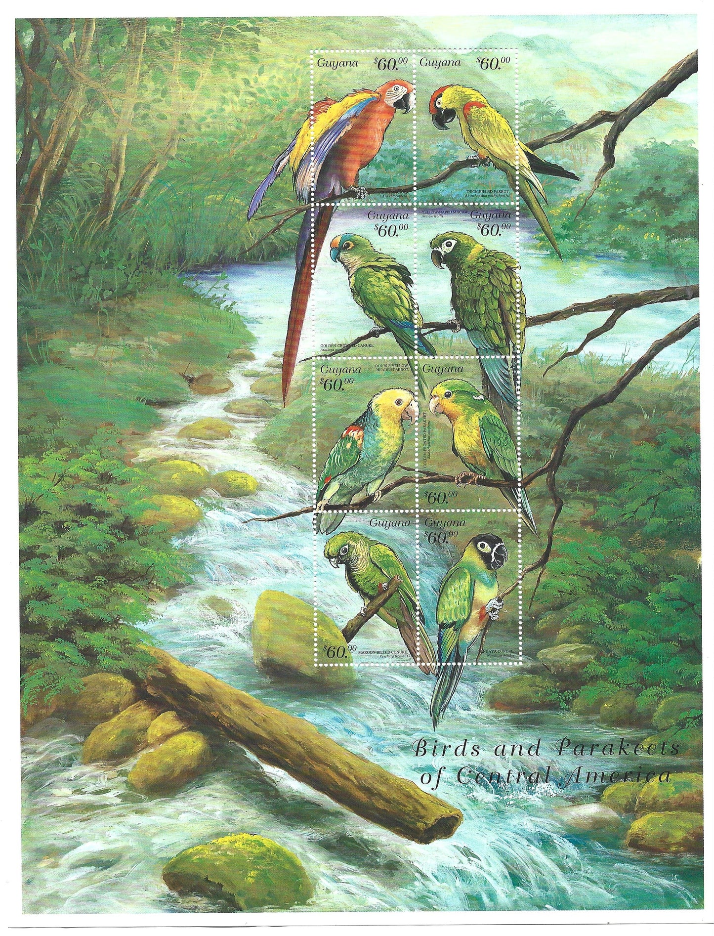 GUYANA  1999  PARROTS of CENTRAL AMERICA   Picture Frame Quality