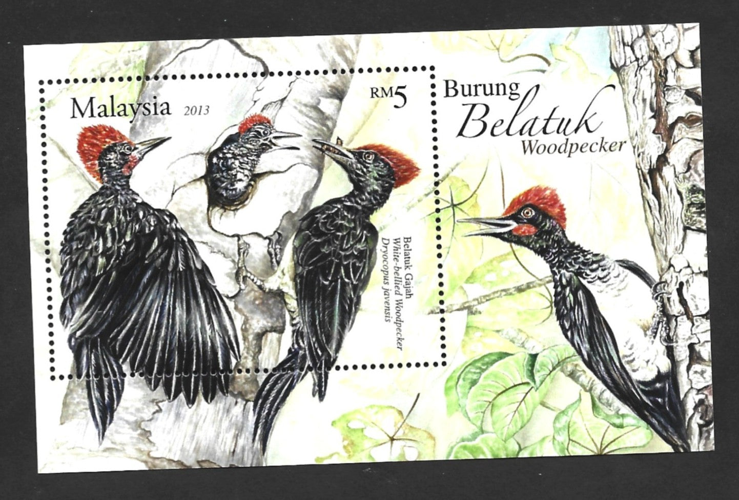 MALAYSIA 2013 WOODPECKERS