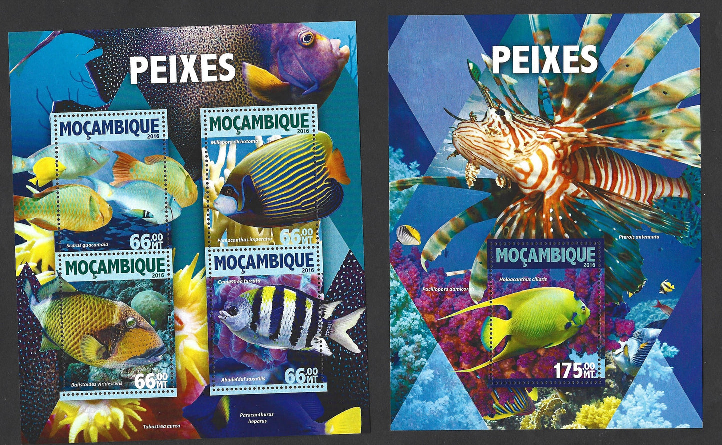 MOCAMBIQUE   MARINE TROPICAL FISH 2016
